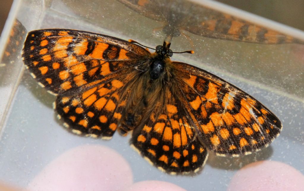 Melitaea celadussa?  S